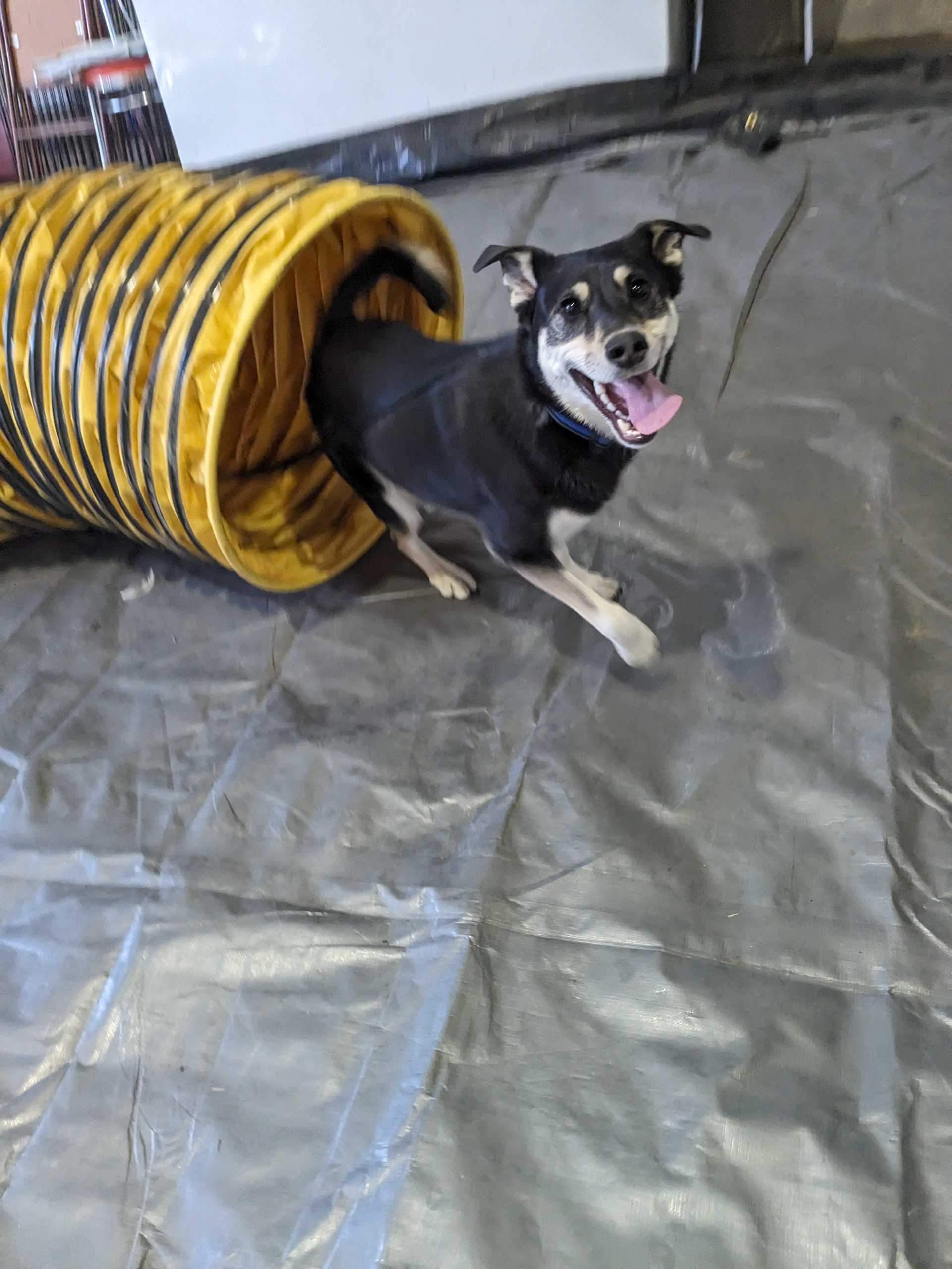 dog in tunnel