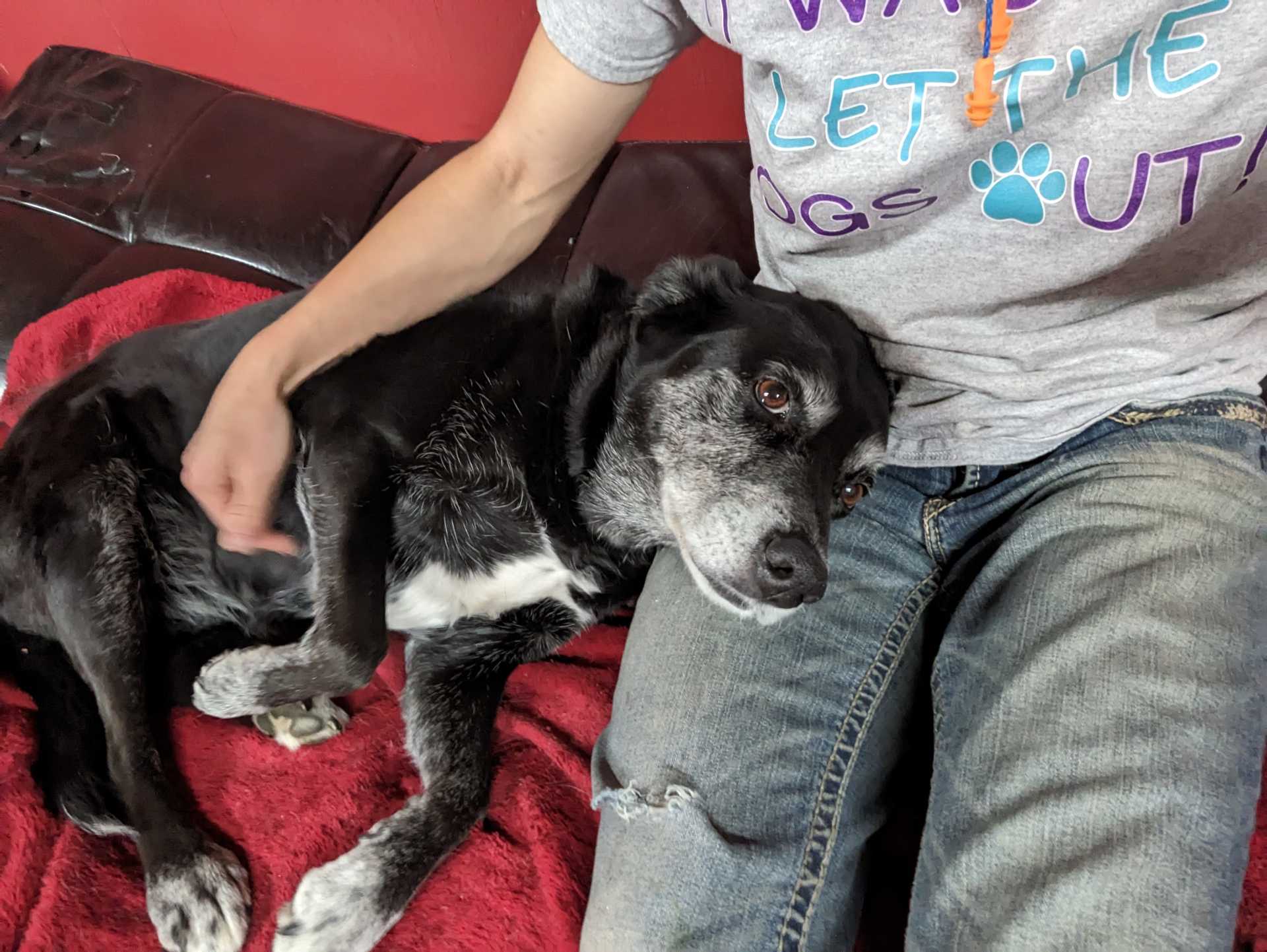 dog with chew