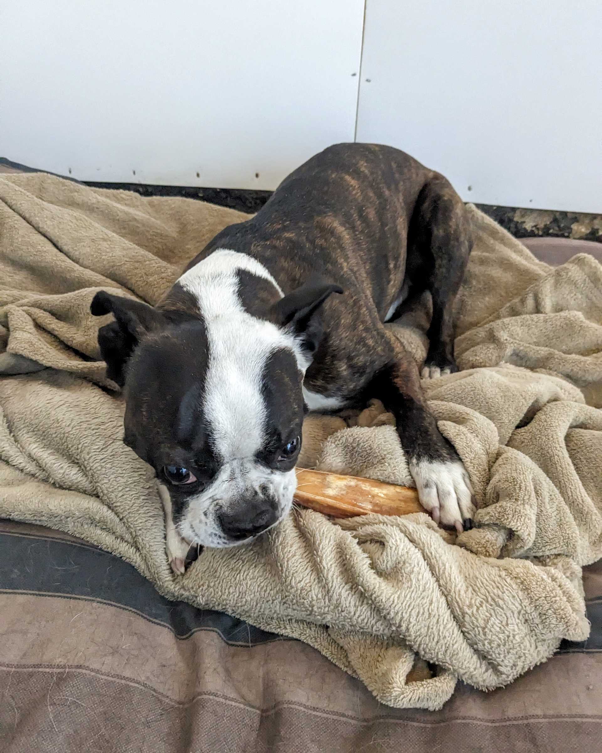 dog with chew