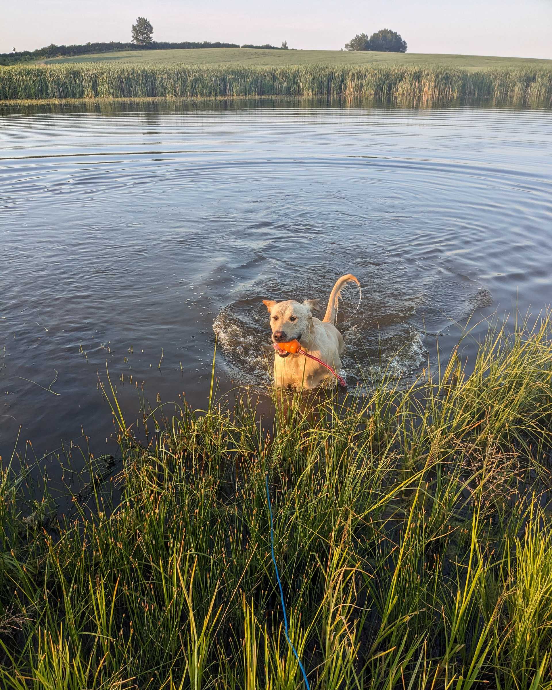 dog water retrieving