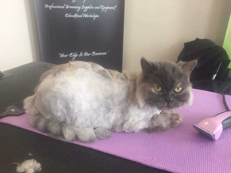 groomed cat