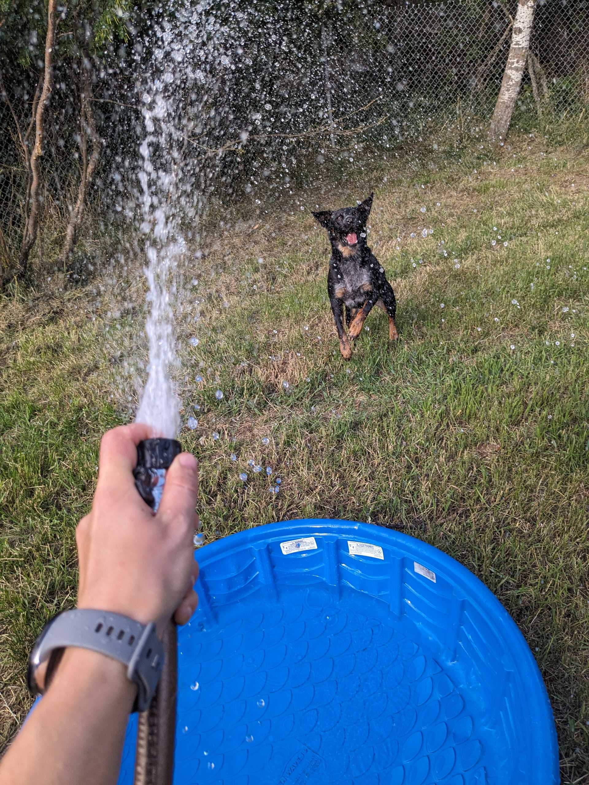 dog and pool