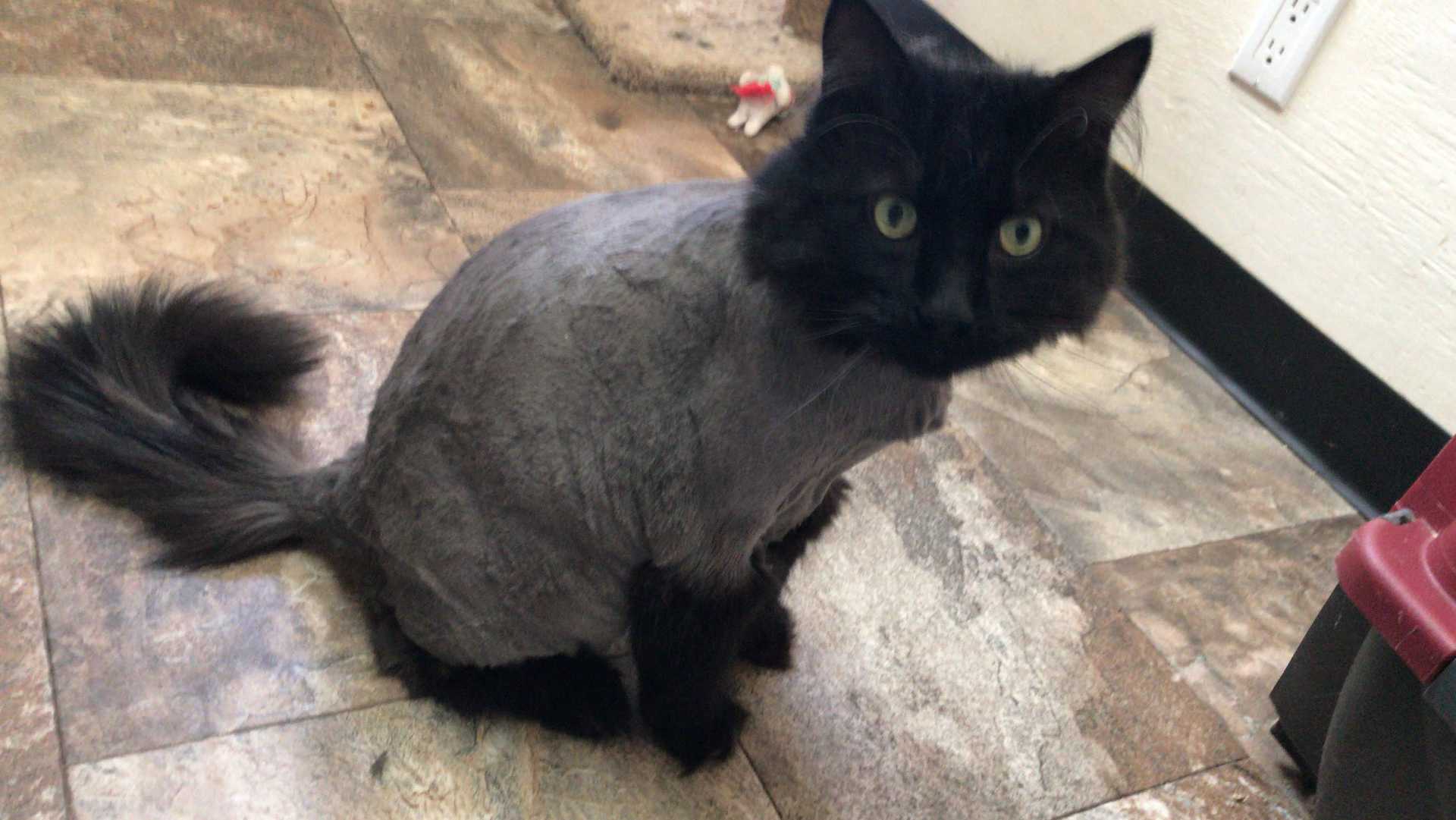groomed cat