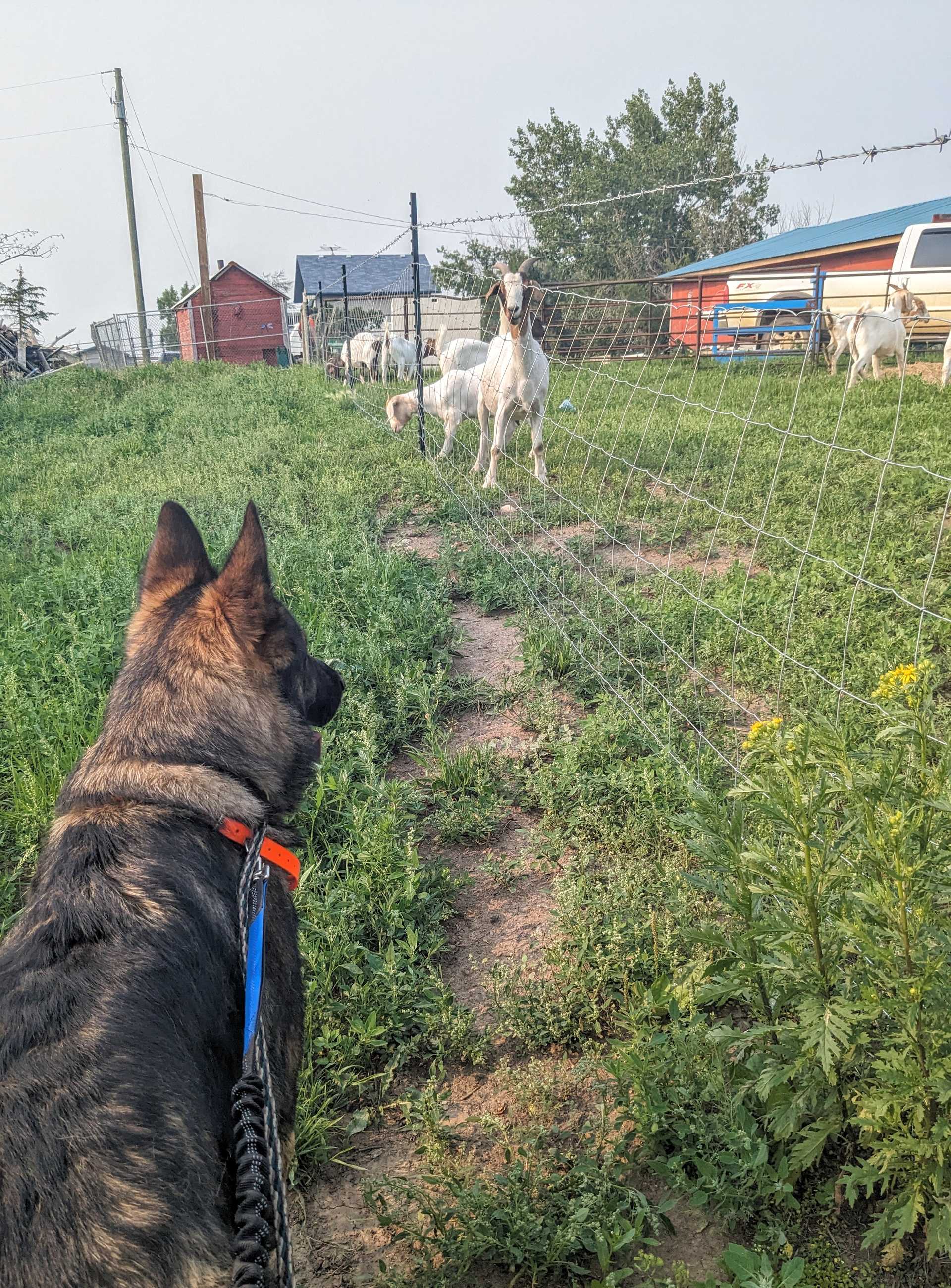 dog looking at goats