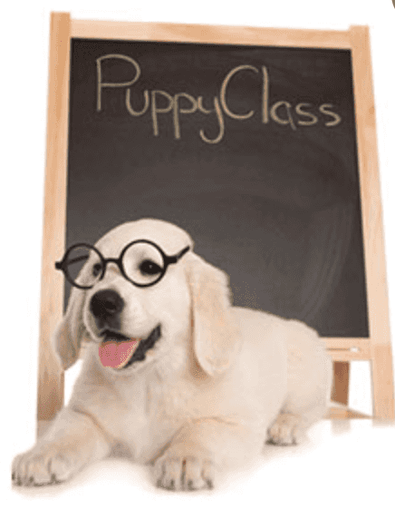 Puppy Classes 