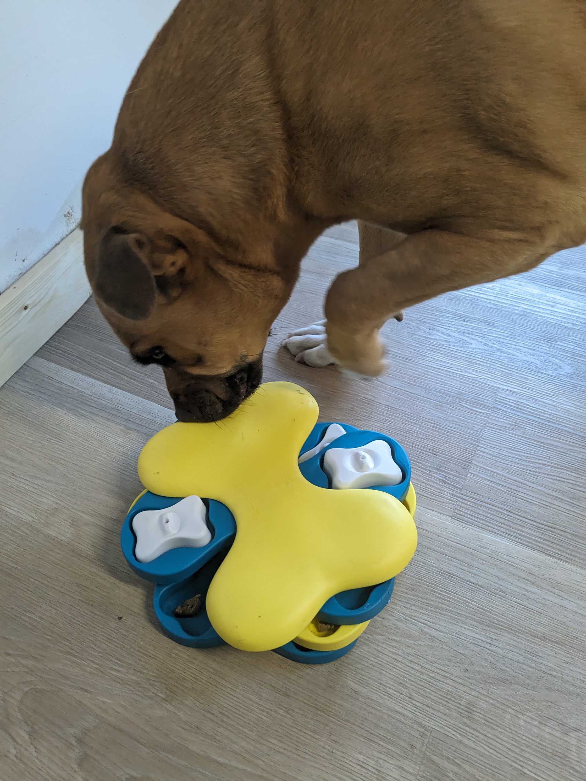 dog with puzzle